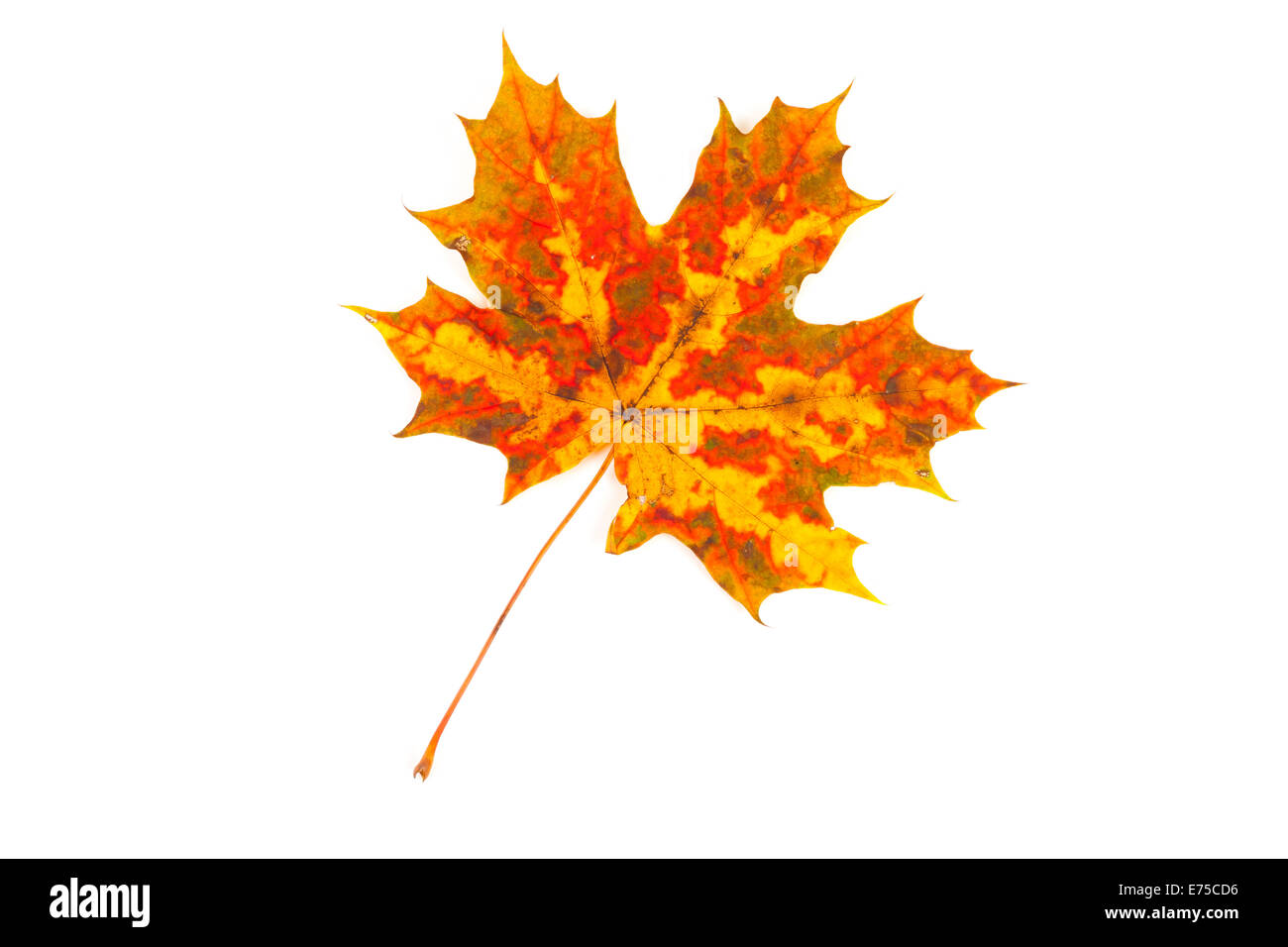 Vibrant autumn maple leaf isolated on a white background Stock Photo ...