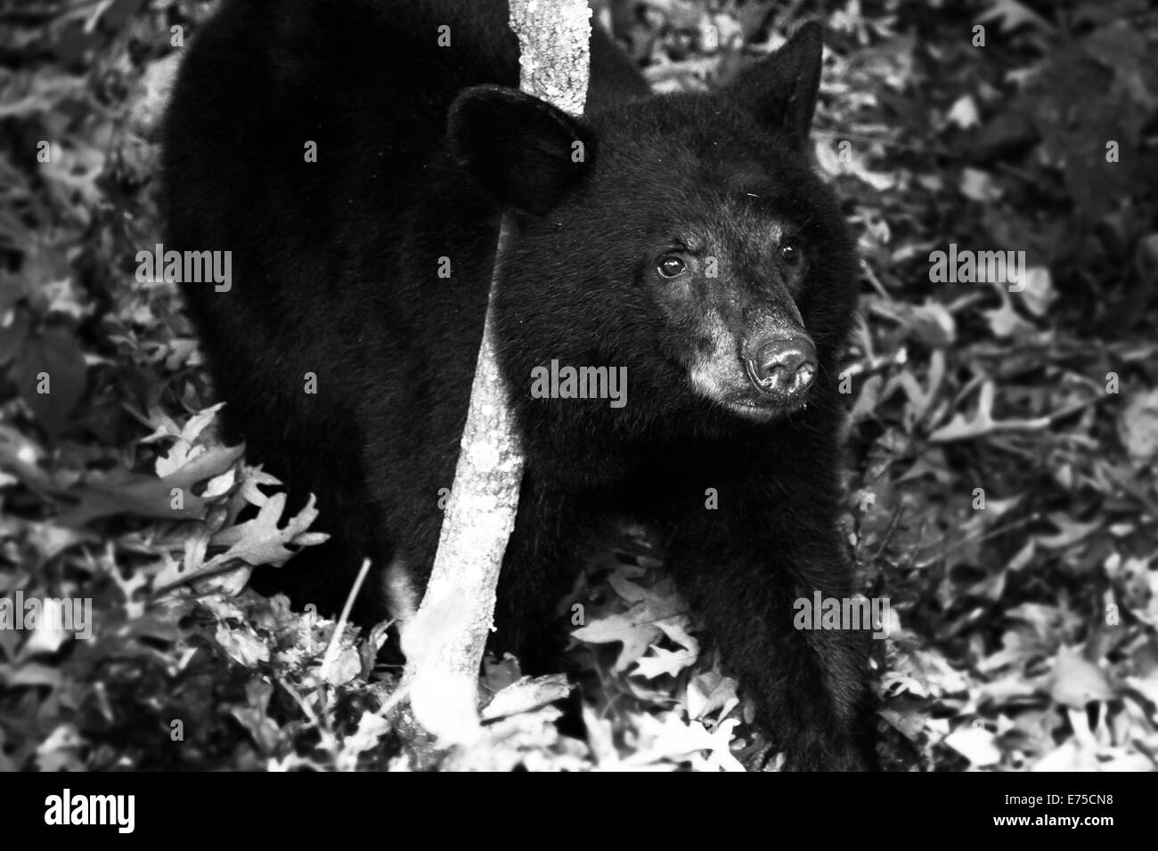 American black bear cub, seen along Skyline Drive in Shenandoah National Park, Virginia. Stock Photo