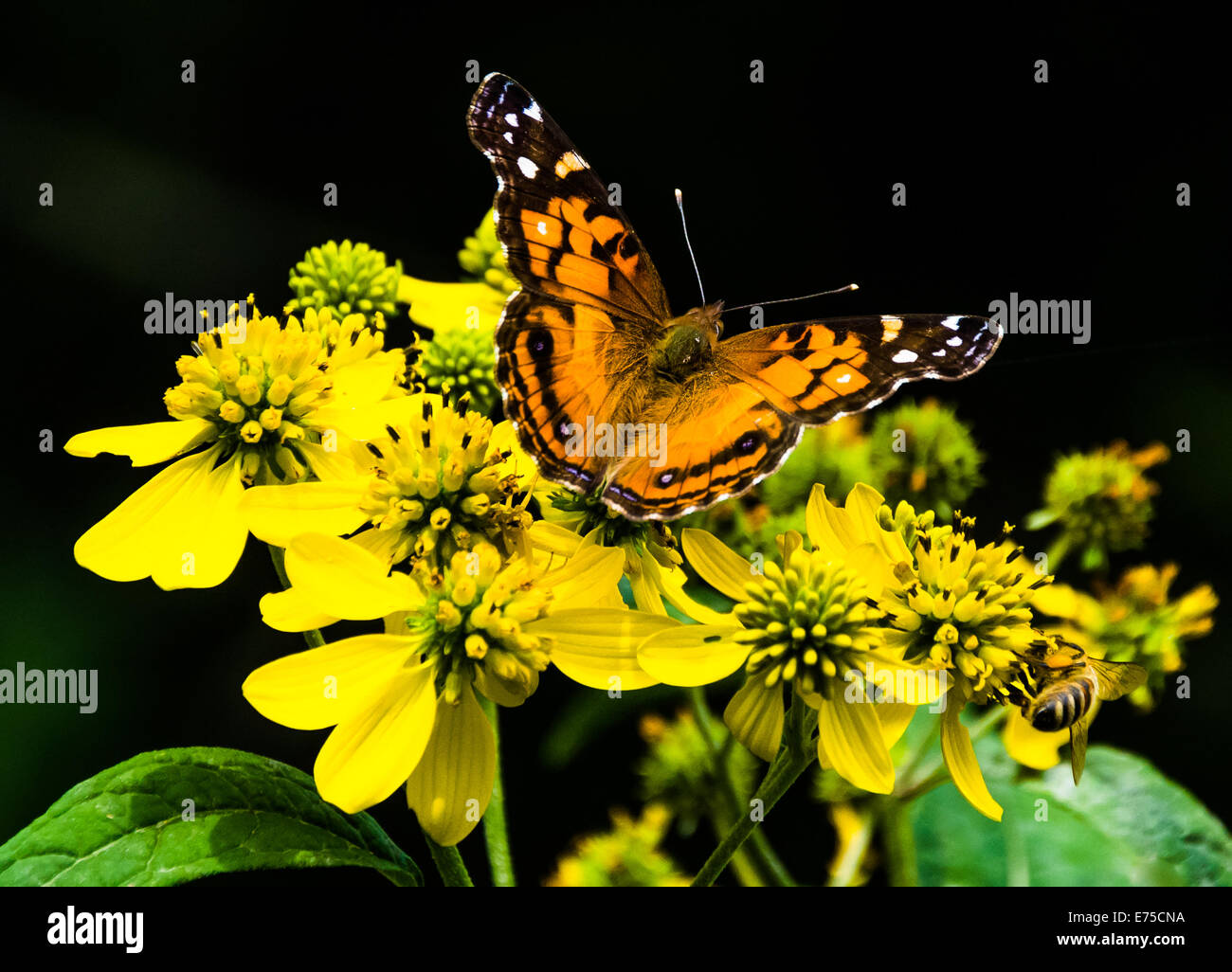 American Lady butterfly, on yellow flowers in Shenandoah National Park, Virginia. Stock Photo