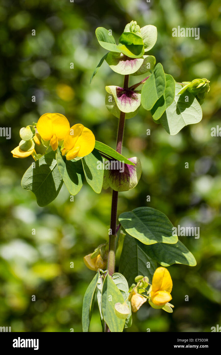Amicia zygomeris, a perennial in the pea family often used in subtropical bedding schemes Stock Photo