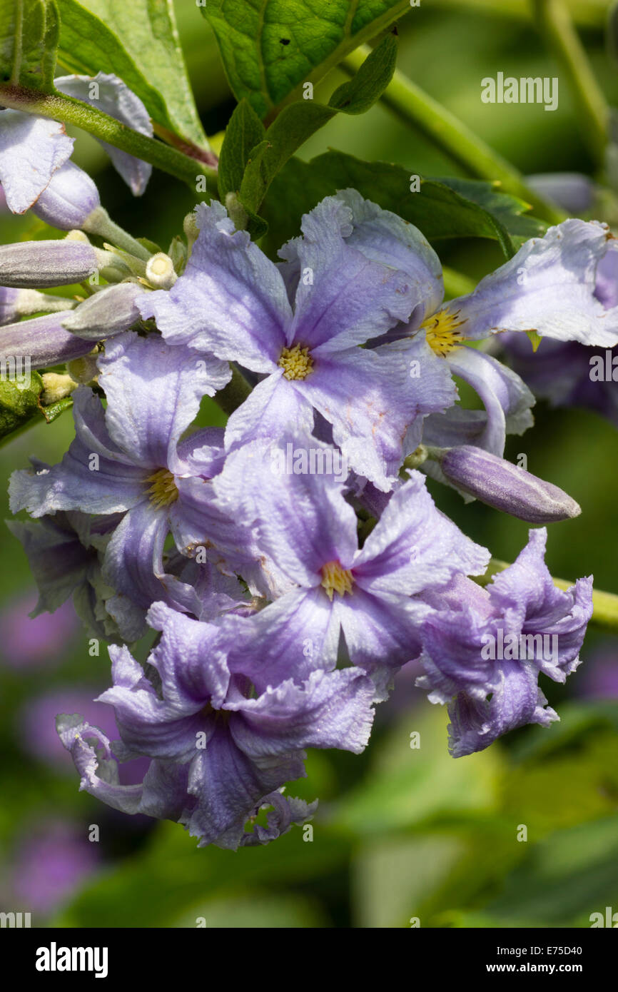Open faced tubular flowers of the non-climbing Clematis heracleifolia Stock Photo