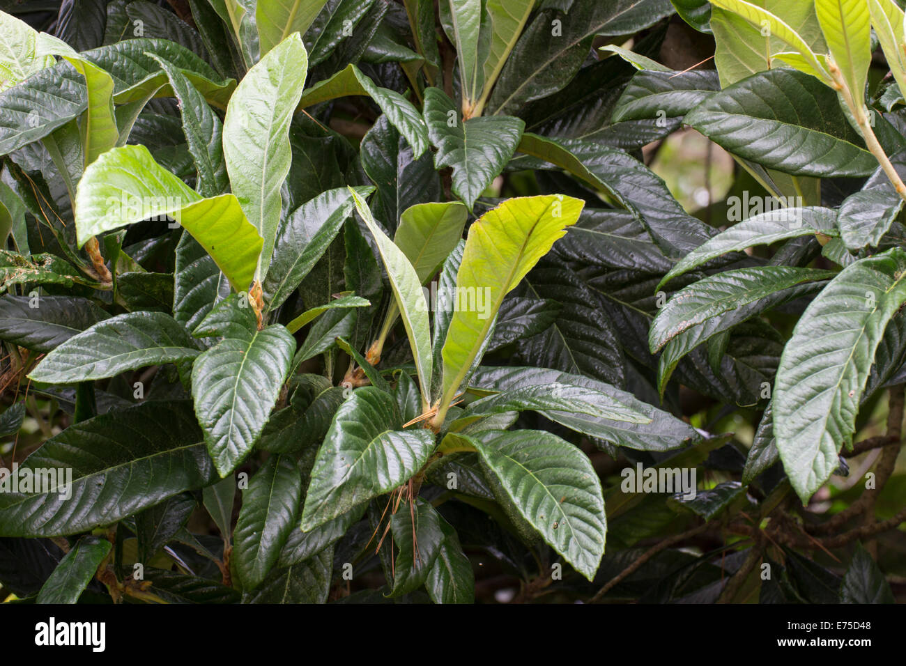 Decorative foliage of the evergreen Loquat, Eriobotrya japonica Stock Photo