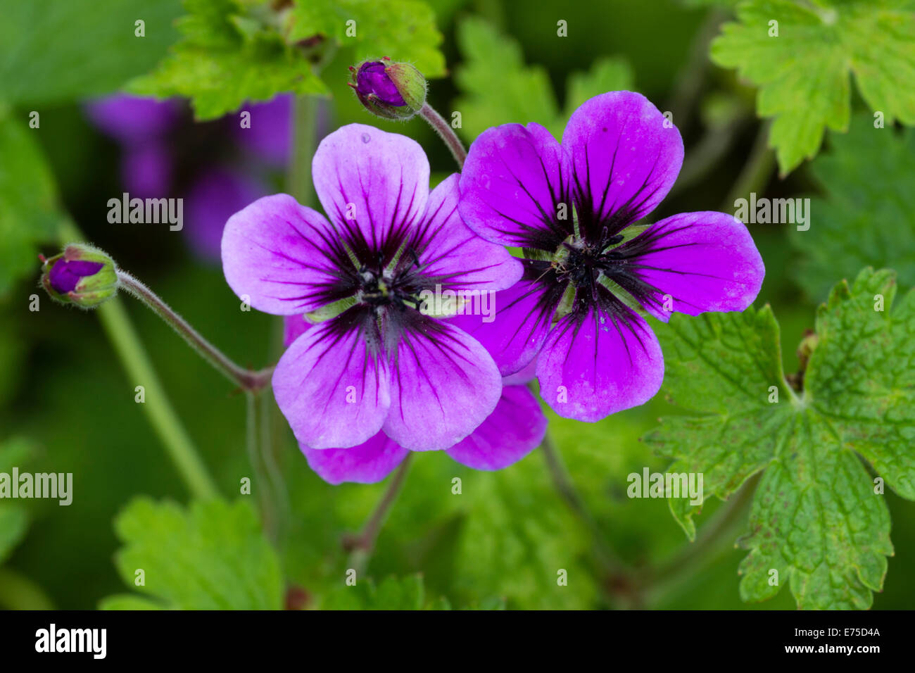 Black and purple flowers of the sprawling hardy perennial, Geranium 'Salome' Stock Photo