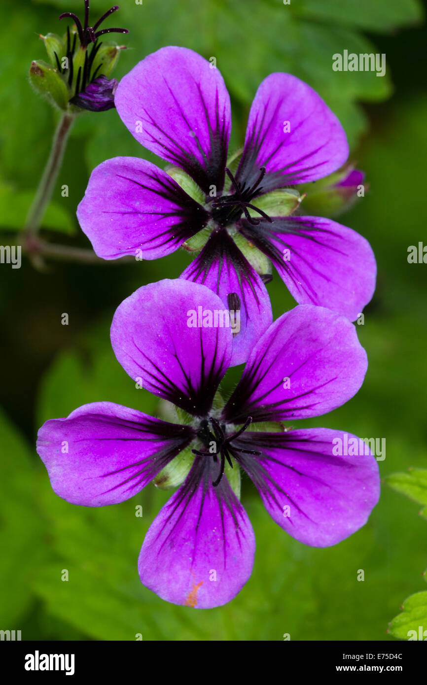 Black and purple flowers of the sprawling hardy perennial, Geranium 'Salome' Stock Photo