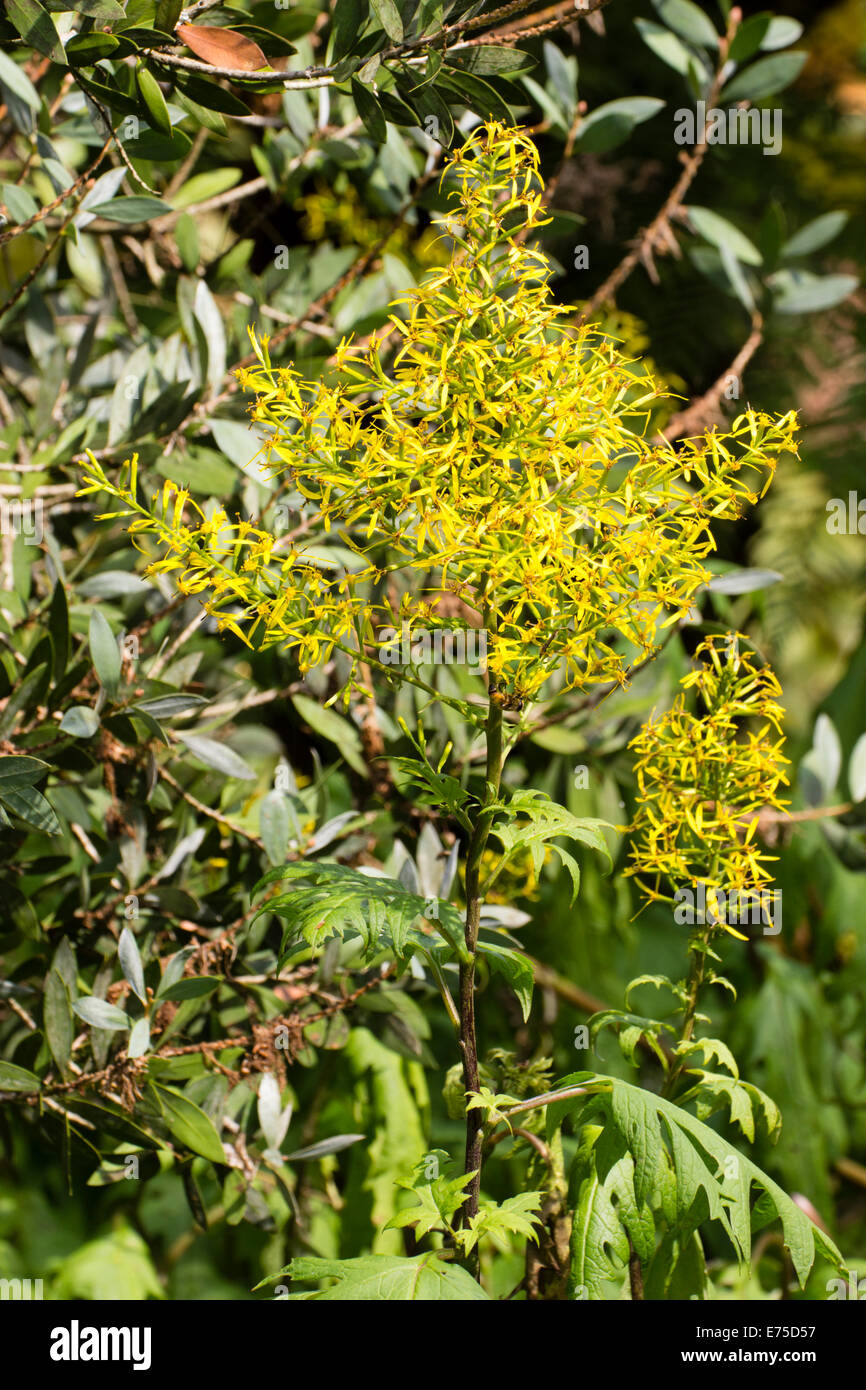Pyramidal flower head of the Chinese ragwort, Sinacalia tanguitica Stock Photo