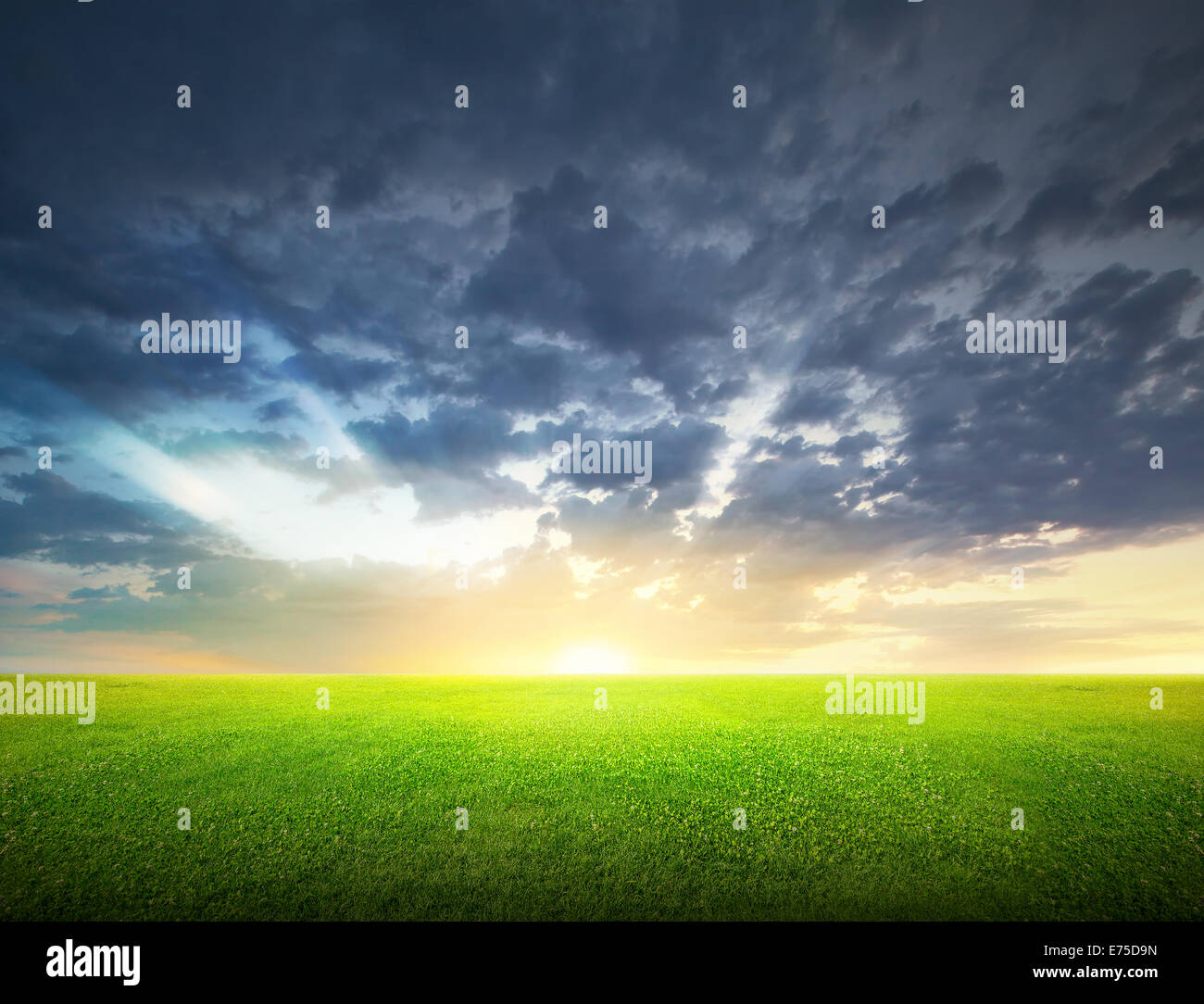 Field of green grass and beauttiful sky at sunset or sunrise Stock ...