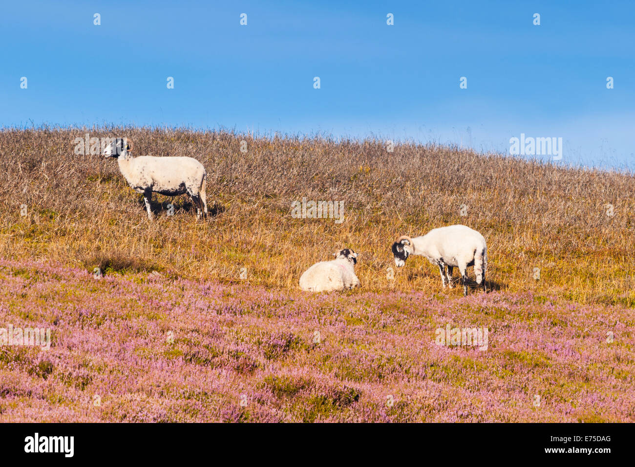 Swaledale sheep in moorland, Yorkshire Dales, England, Uk Stock Photo