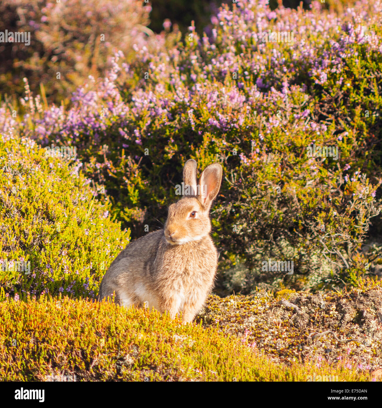 Uk england yorkshire wild rabbits hires stock photography and images