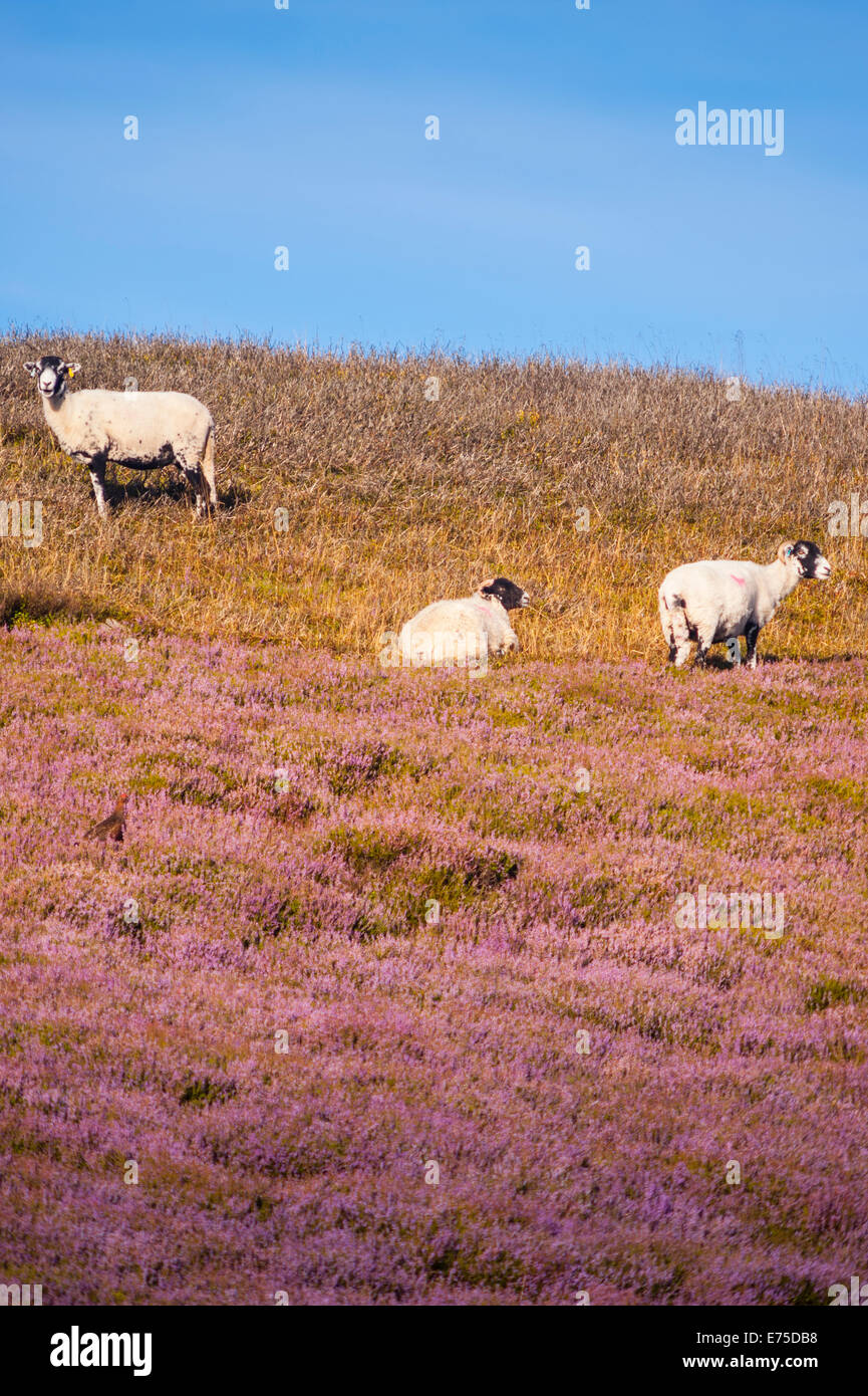 Swaledale sheep in moorland, Yorkshire Dales, England, Uk Stock Photo