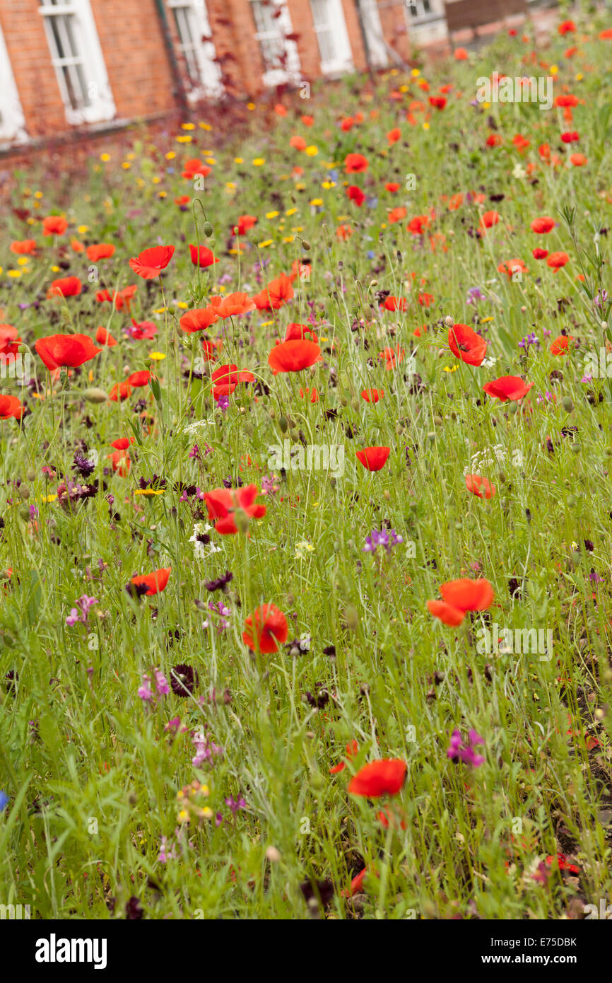 Red poppies black field hi-res stock photography and images - Alamy