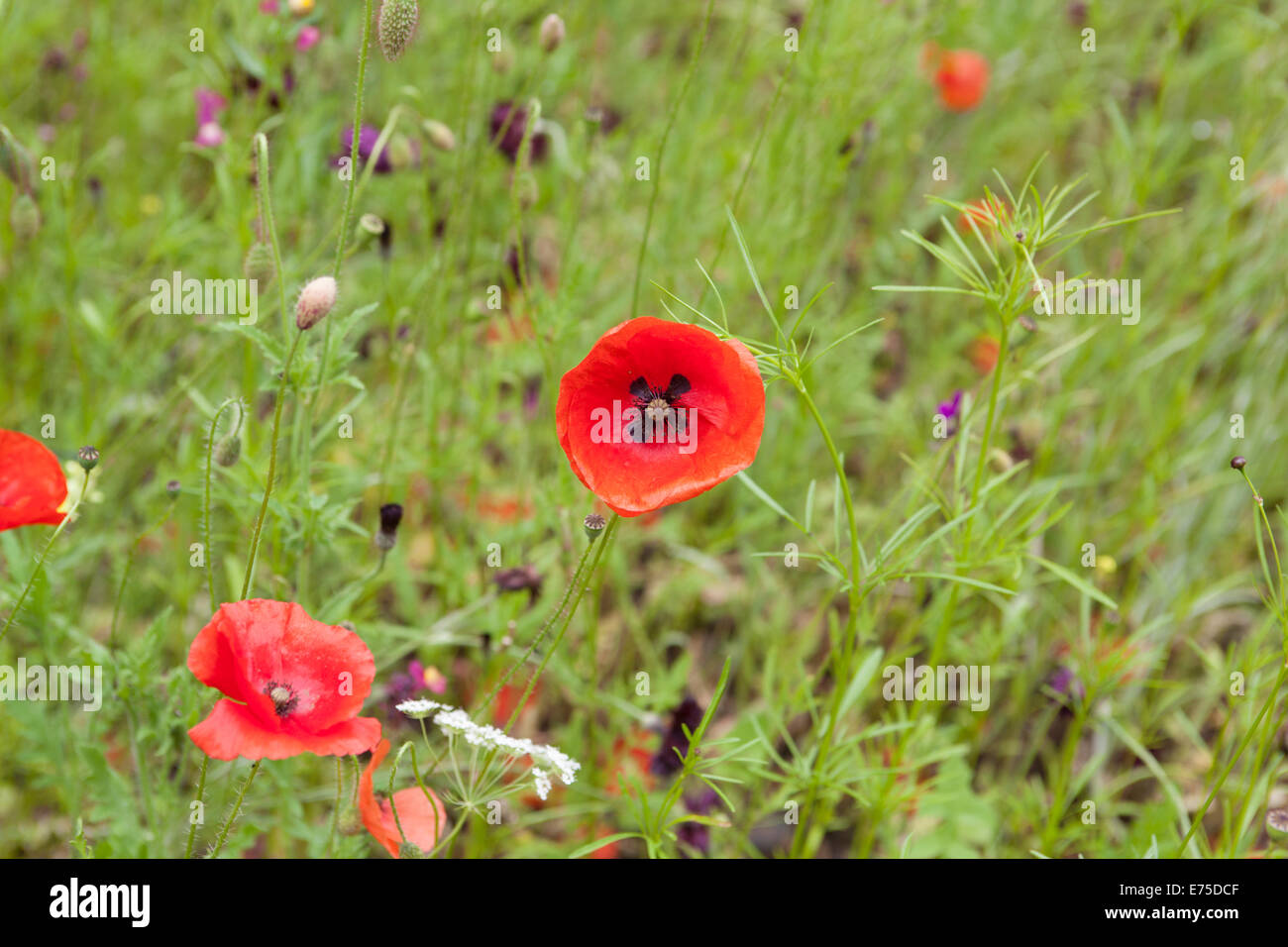 Red poppies black field hi-res stock photography and images - Alamy