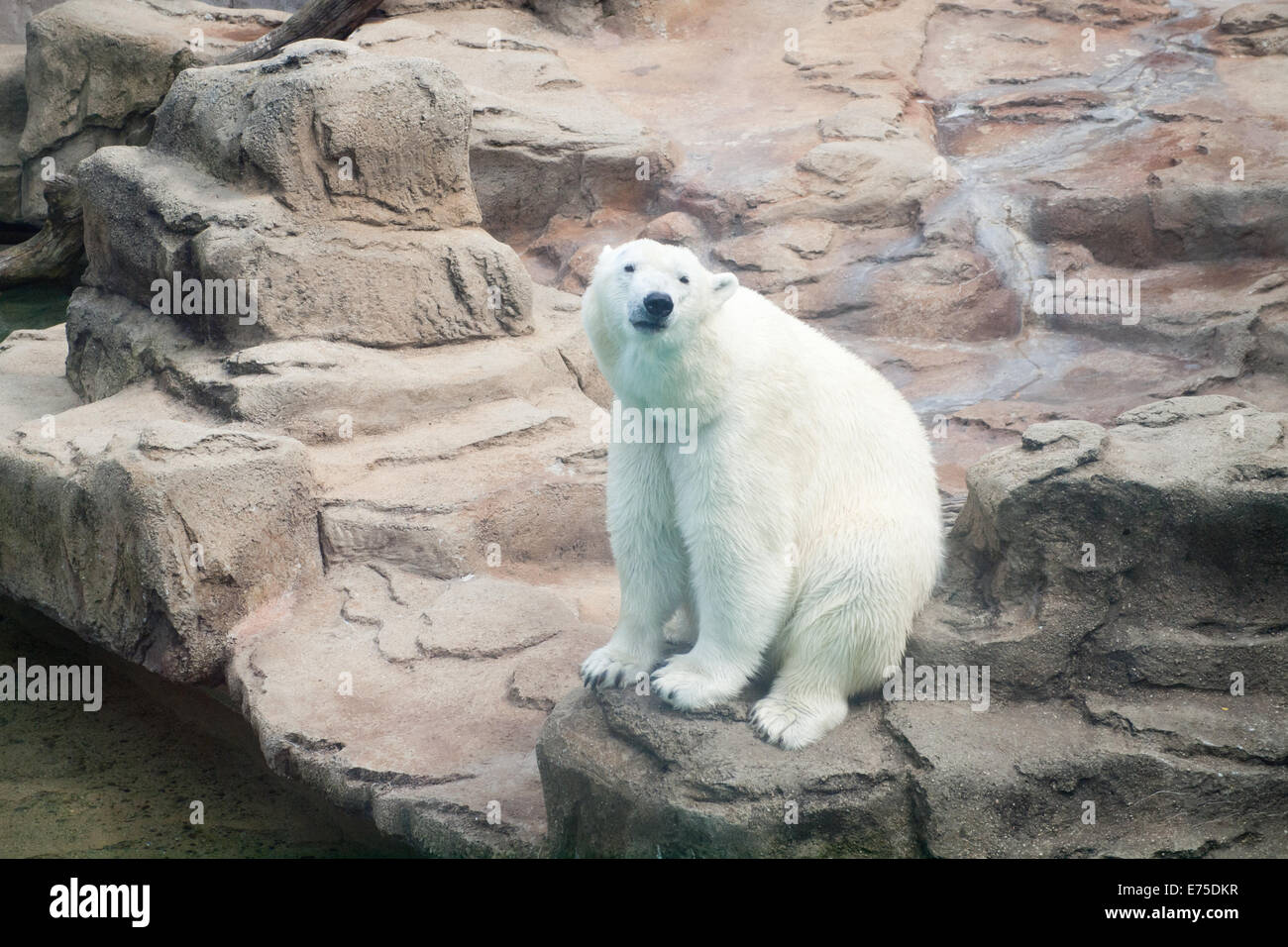 A view of Anana, the resident female polar bear of the Lincoln Park Zoo in Chicago, Illinois. Stock Photo