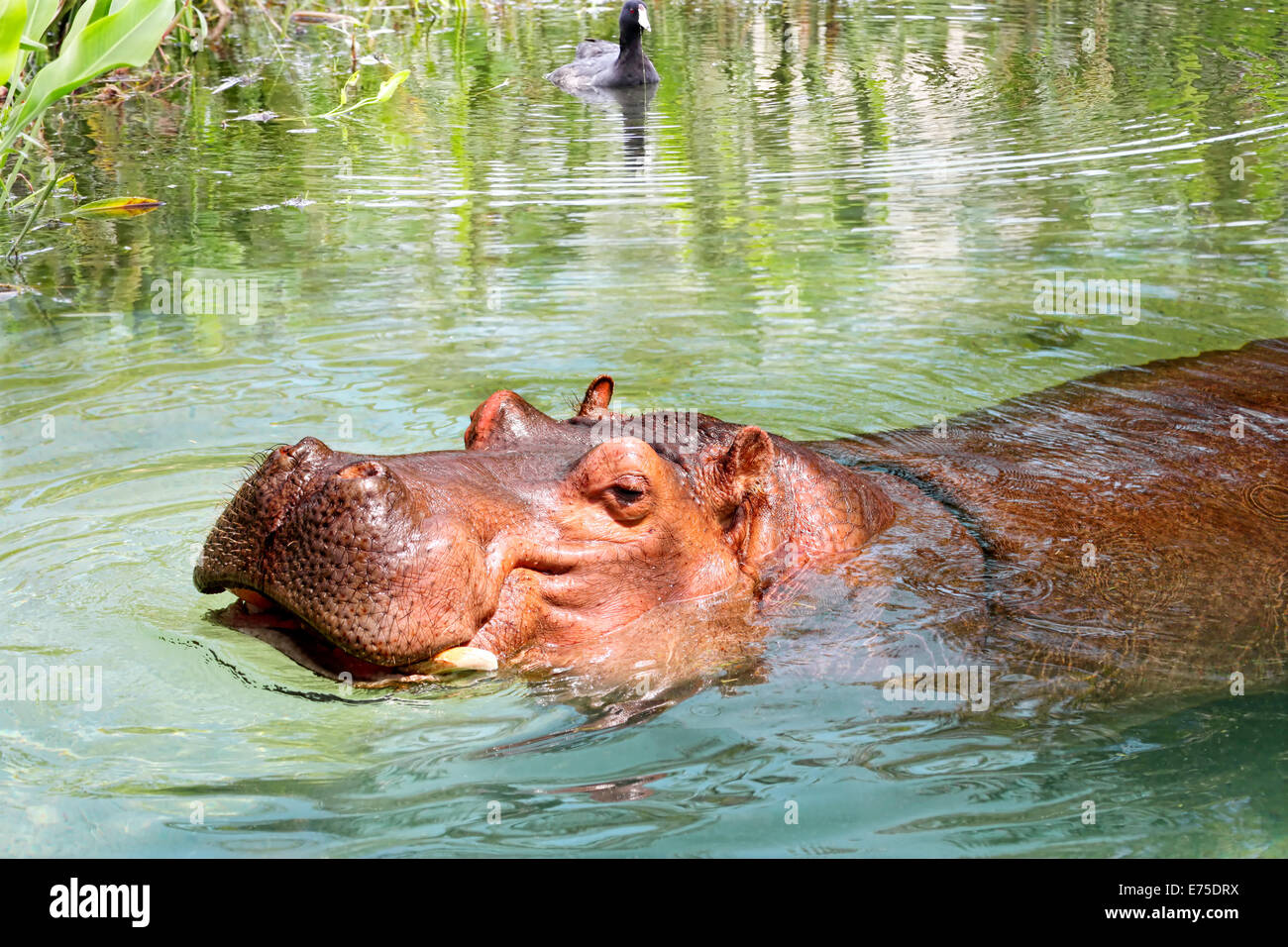 African Hippo Enjoying the Water Stock Photo