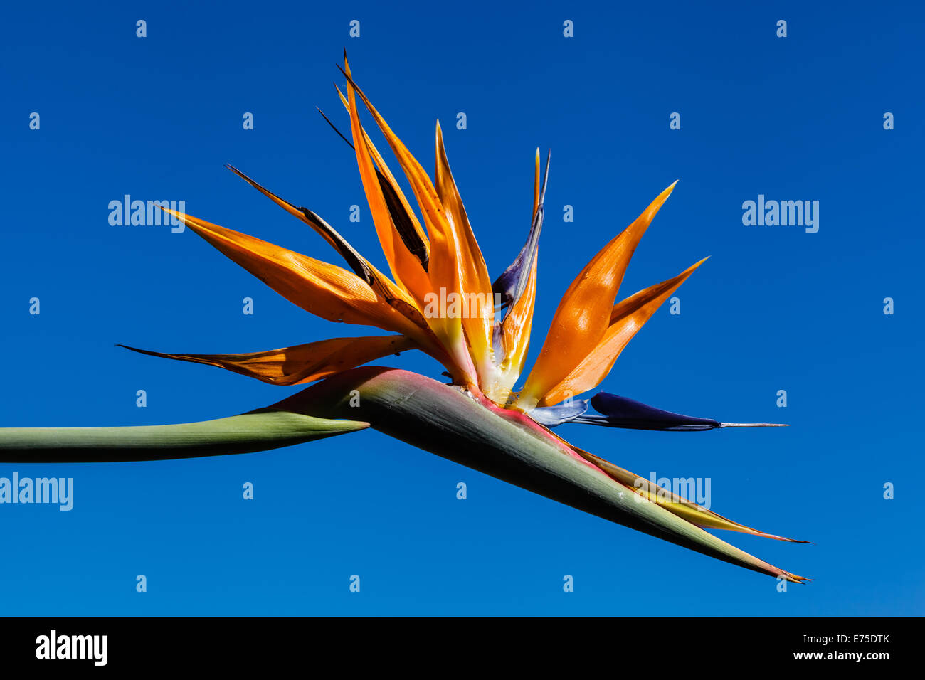 Bird of Paradise Flower Against Bright Blue Sky Stock Photo