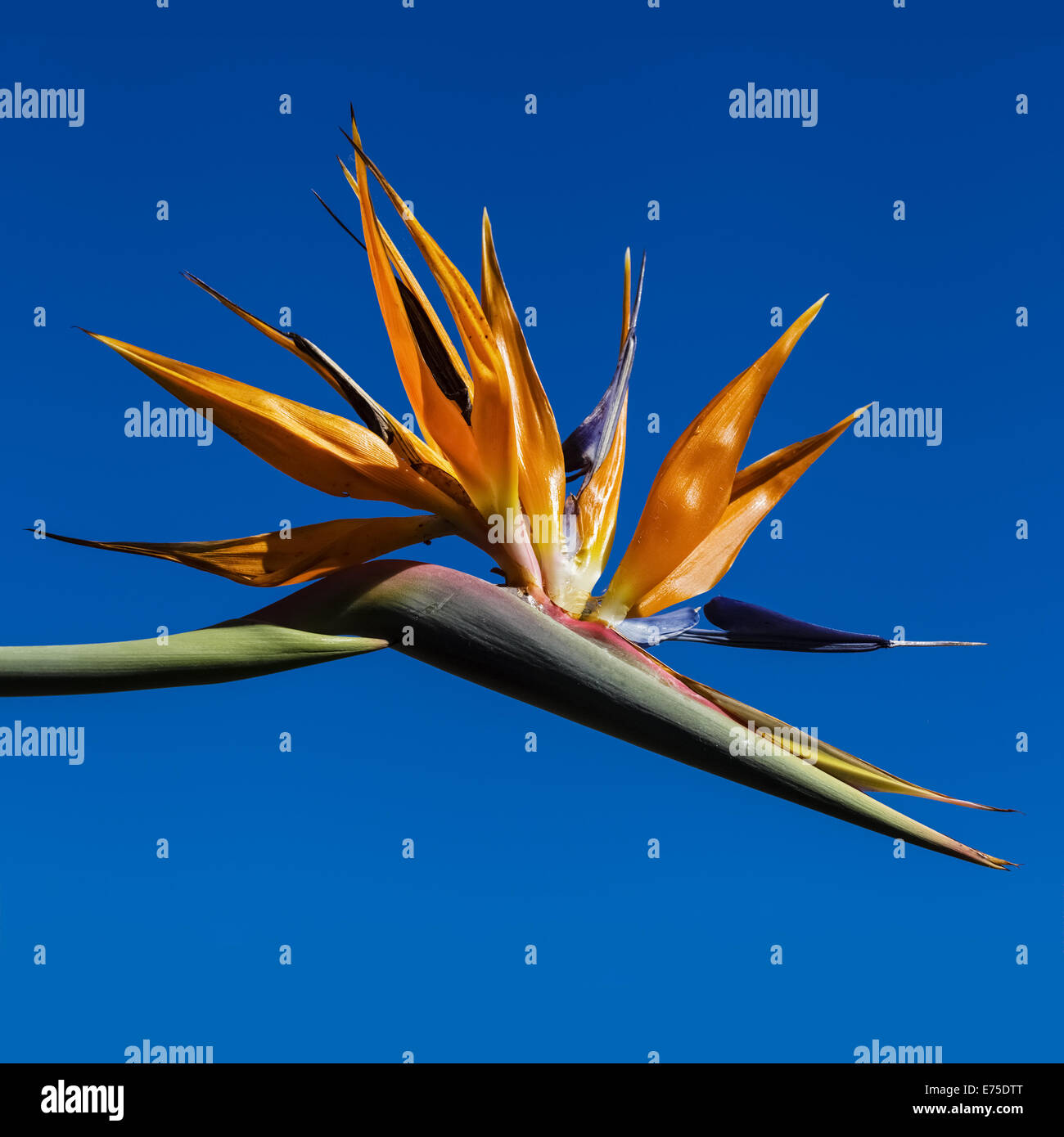 Bird of Paradise Flower Against Bright Blue Sky Square Stock Photo