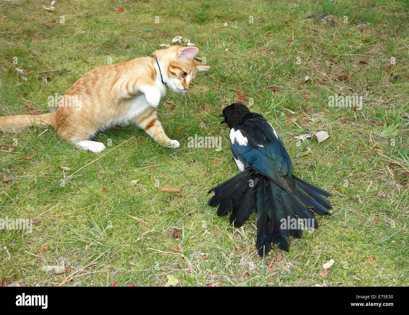 Cute pet kitten plays with his deathly injured pray a magpie bird Stock Photo Alamy