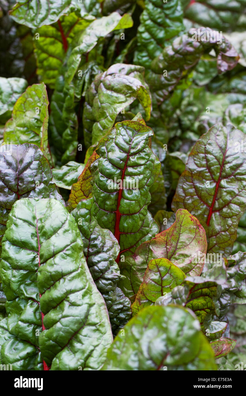 Chard 'Intense'. Swiss Chard leaves growing in the vegetable garden. Stock Photo