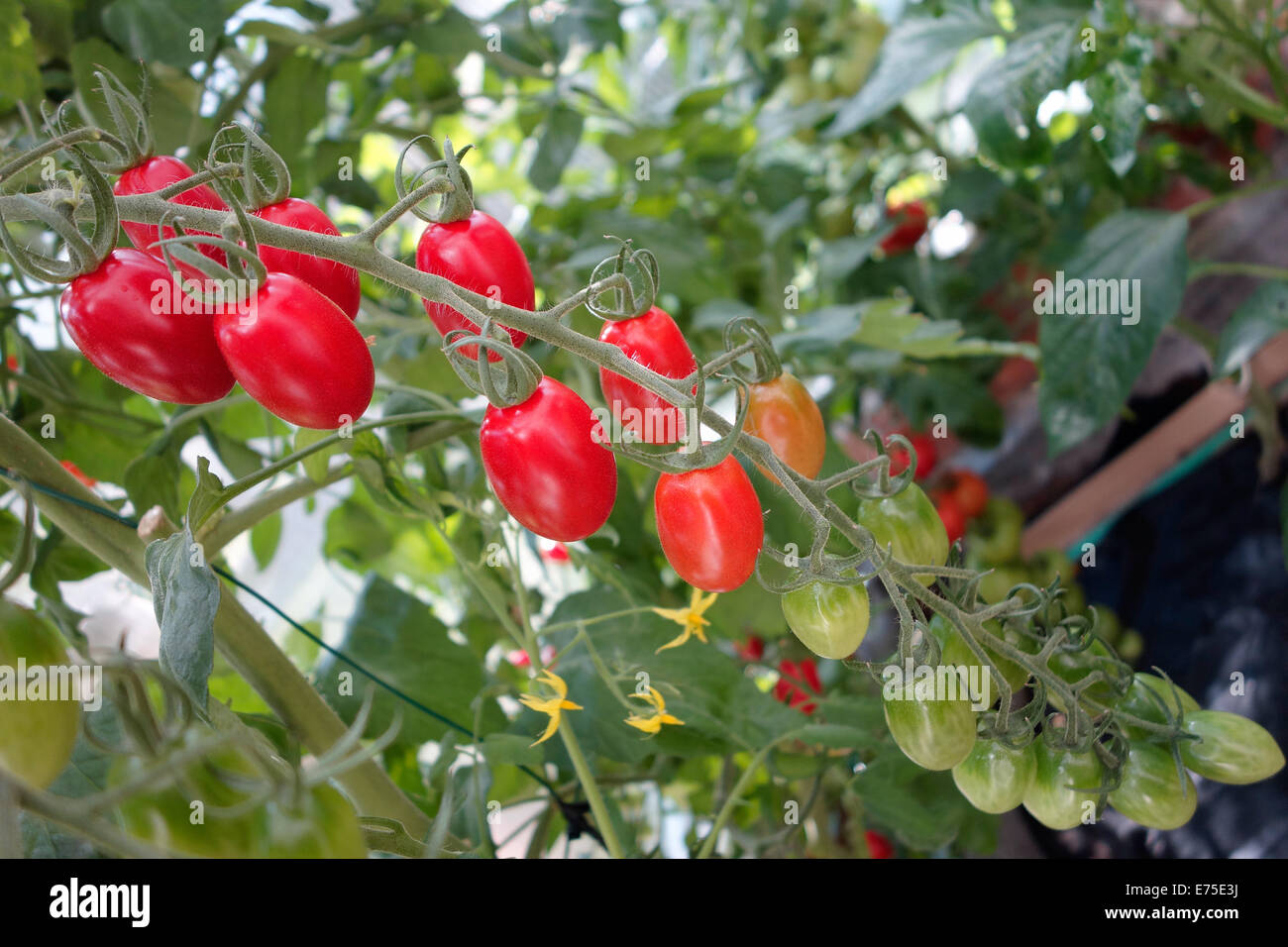 Ripening cluster of plum tomatoes. Solanum lycopersicum pruniforme Stock Photo