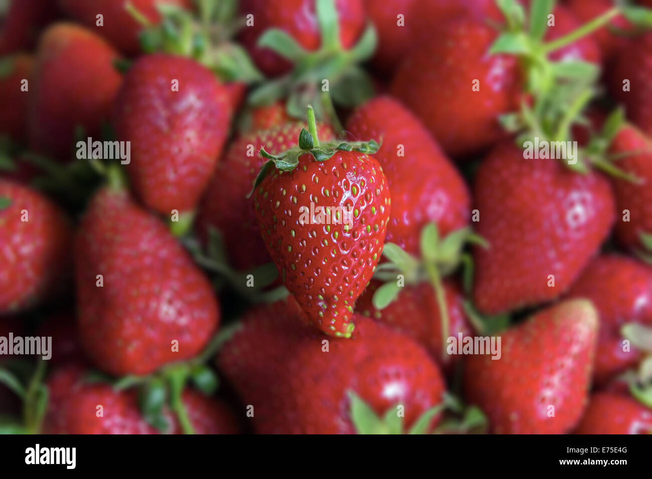 The Biologic Strawberry Stock Photo
