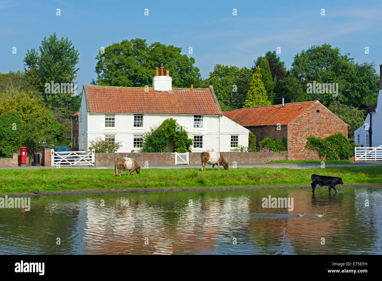 The village pond - and cattle - in Nun Monkton, near York, North Yorkshire, England UK Stock Photo