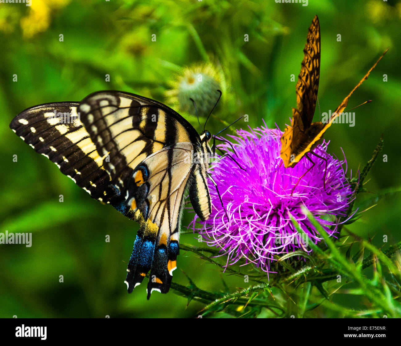 Butterflies on a thistle flower in Shenandoah National Park, Virginia Stock Photo Alamy