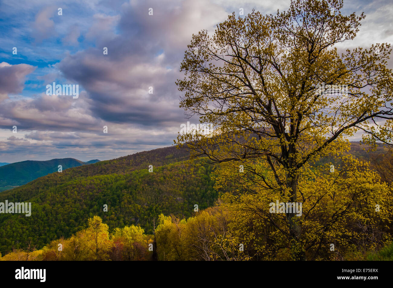 Colorful tree on Skyline Drive in Shenandoah National Park, Virginia. Stock Photo