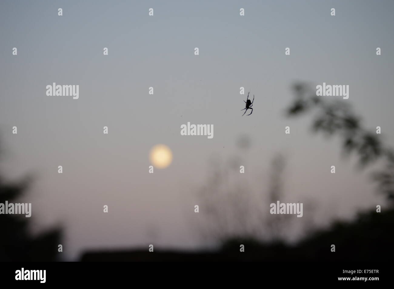 Garden spider hanging on its web as the moon rises in the background Stock Photo