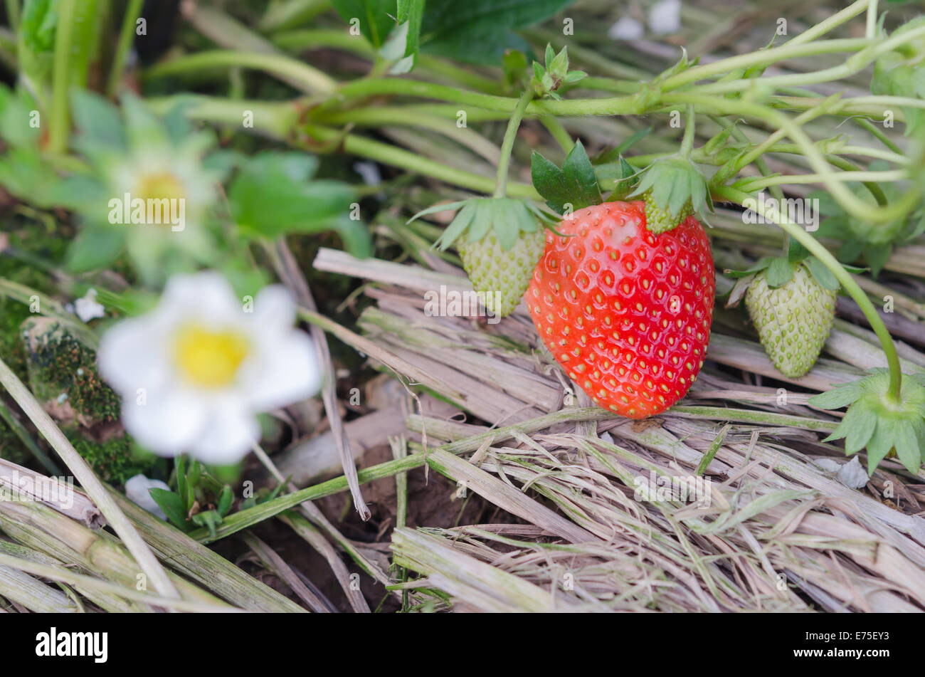 Strawberry plants already ripe to harvest Stock Photo - Alamy