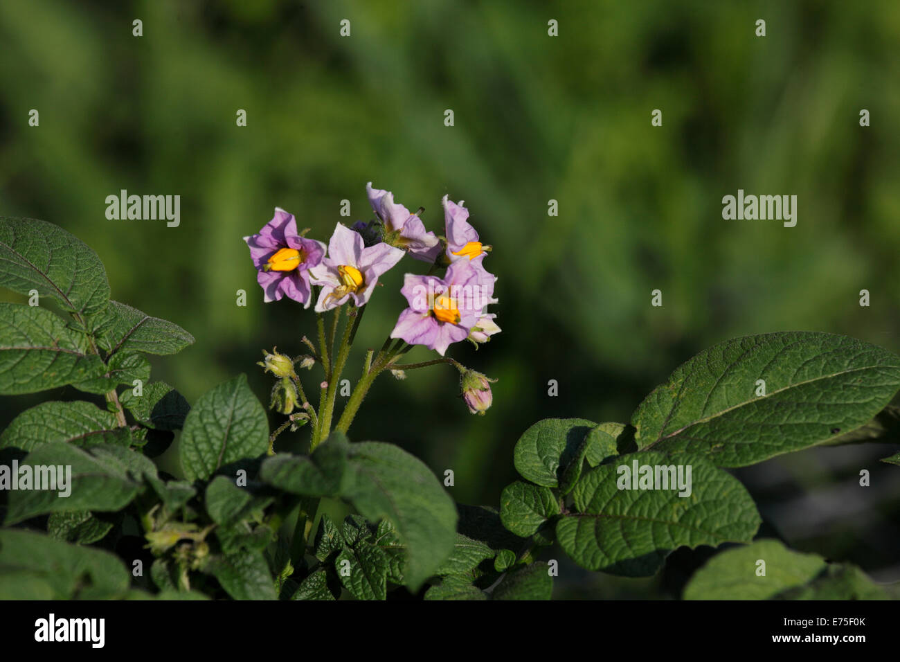 Purple flowers on potato plant Stock Photo Alamy