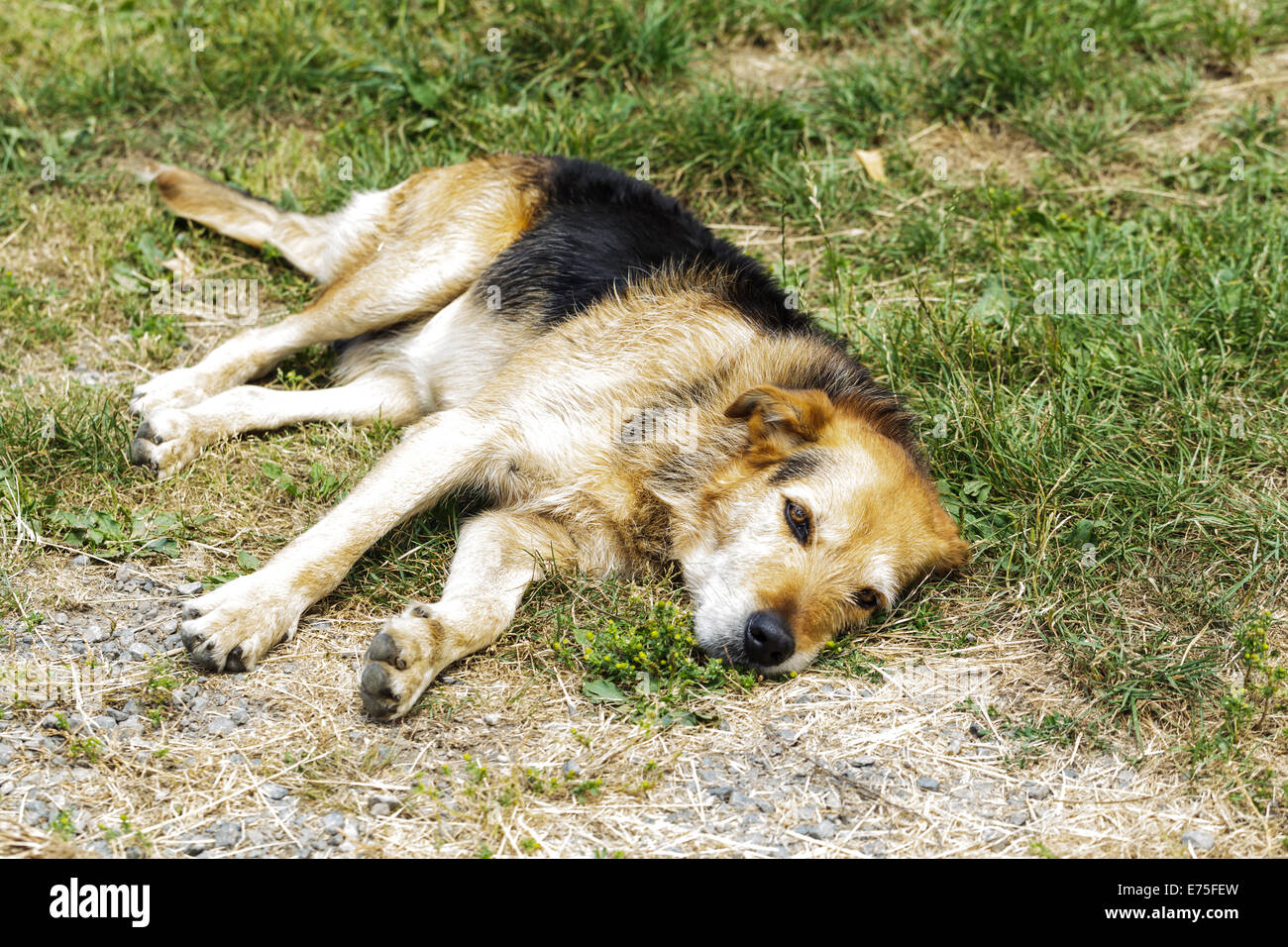 Shaggy brown and black Sheep Dog lying down in grass Stock Photo