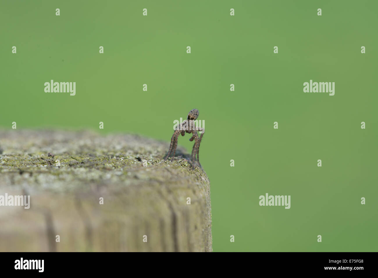 spider Small spider on all legs sitting on a post Stock Photo