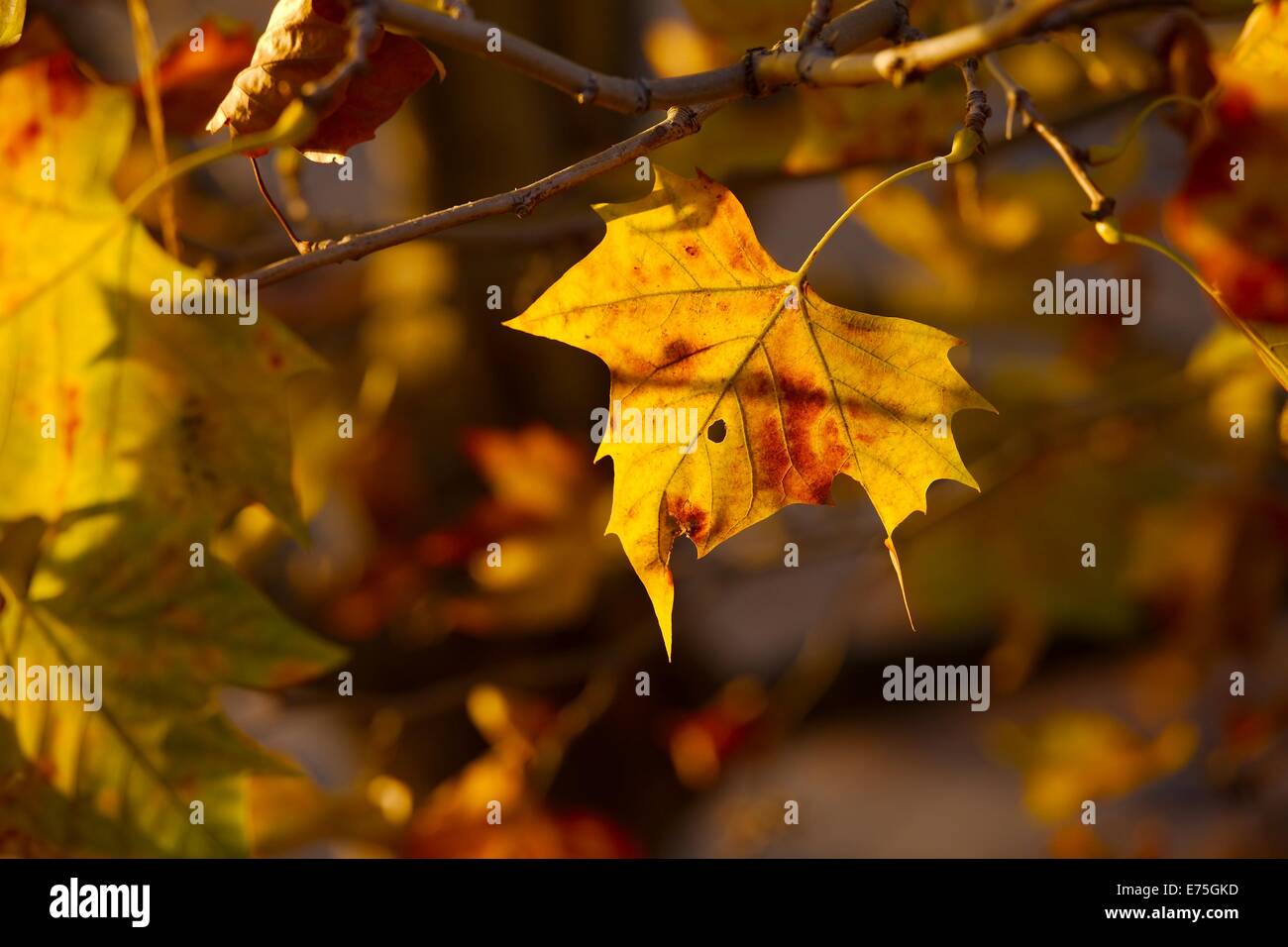 Deep yellow wood tree hi-res stock photography and images - Alamy