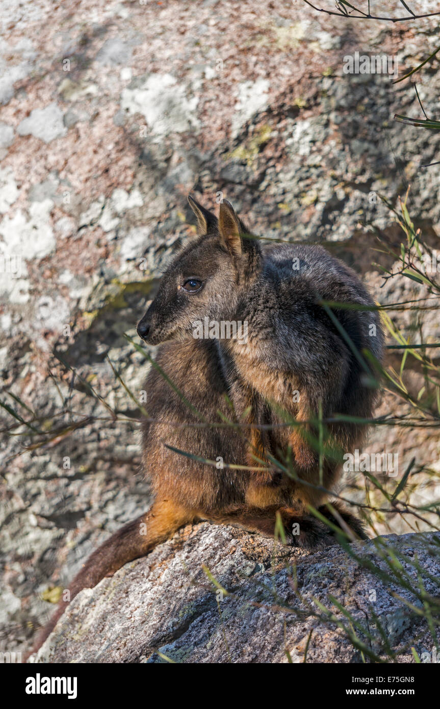 Brush-tailed Rock Wallaby or small-eared rock-wallaby (Petrogale penicillata) and endangered Australian native animal. Stock Photo