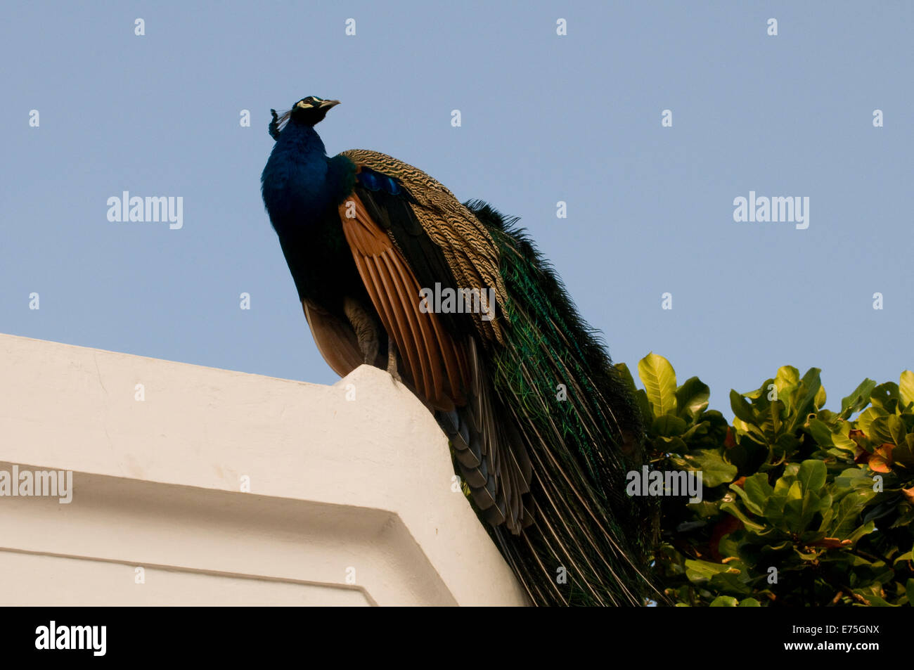 Male Peacock poised on rooftop in Sri Ramana Maharshi Ashram Arunachala Hill Tiruvannamalai Tamil Nadu South India Stock Photo