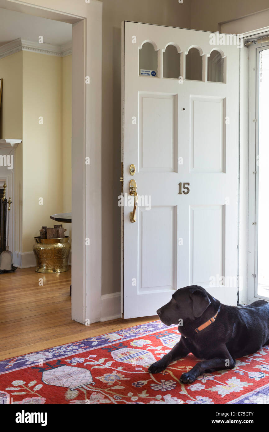 Black Lab Dog  Sitting in Entryway of Suburban House, USA Stock Photo