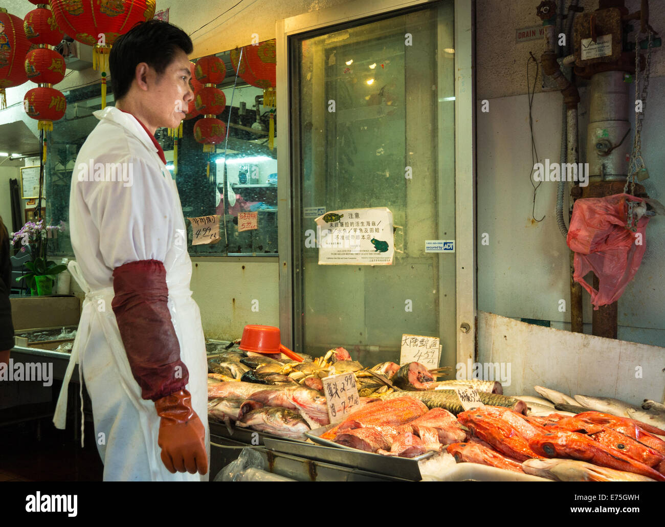 Chinese grocer standing next to fresh fish for sale in San Francisco's