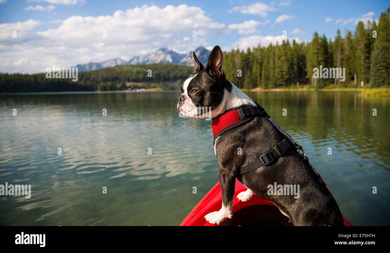 Boston Terrier Dog in Kayak on Lake Stock Photo