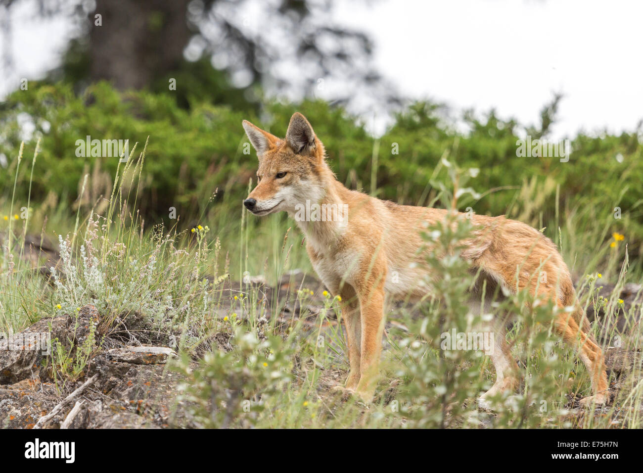 Young Coyote on HIllside Stock Photo Alamy