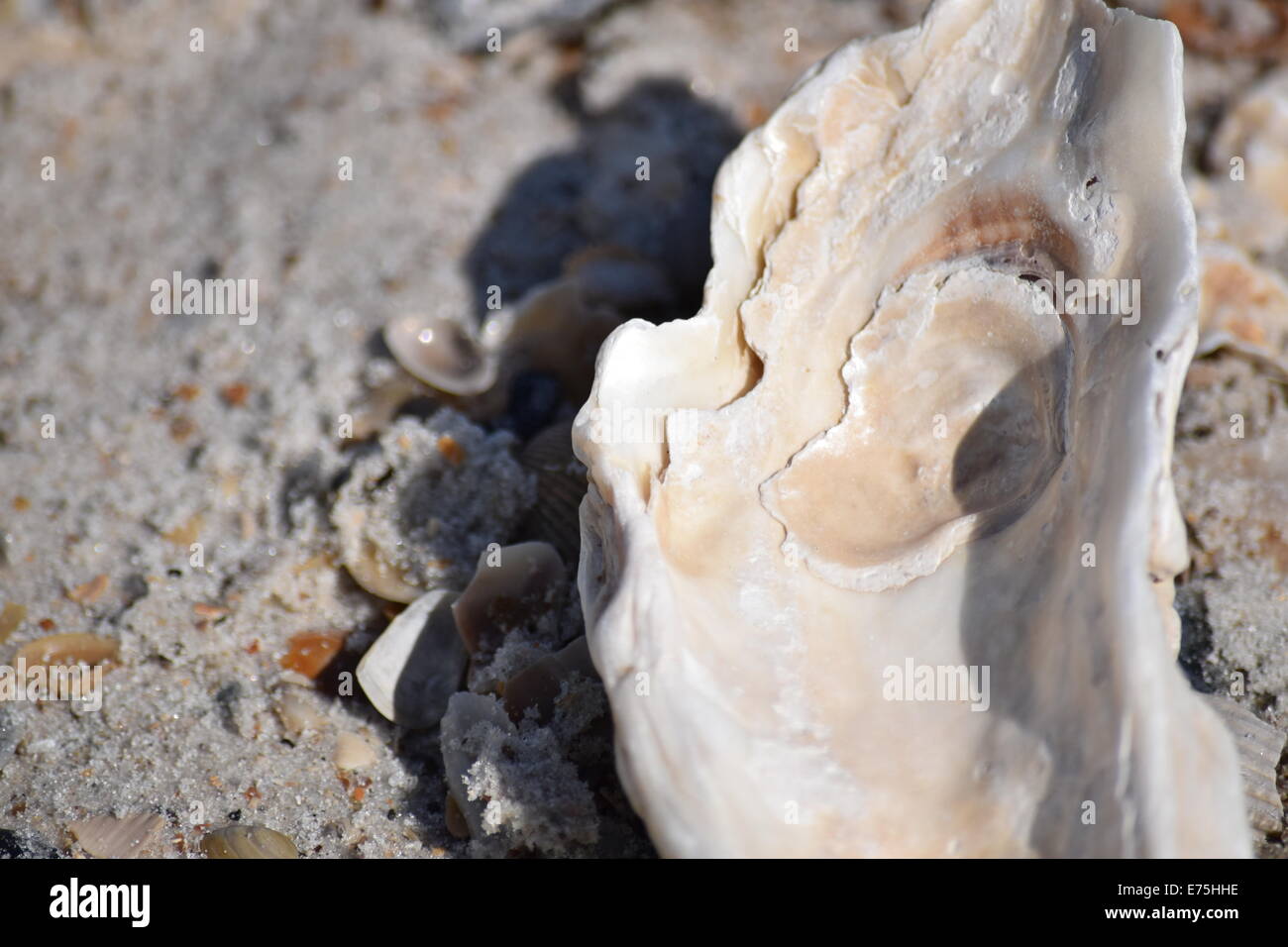 Beach Shell Listening Stock Photo - Alamy