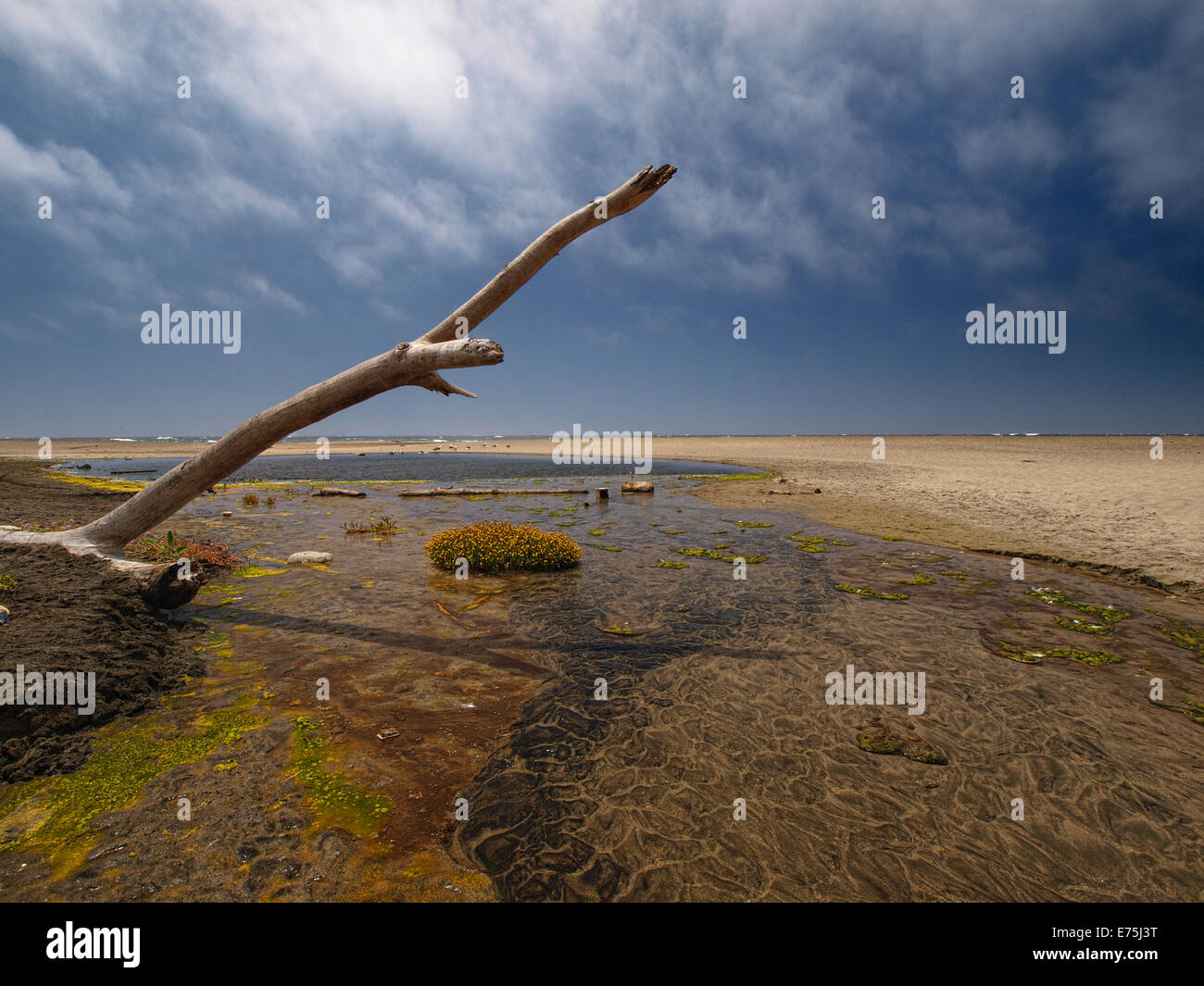 Point Riley North Beach Point Reyes Northern California Coast Stock Photo - Alamy