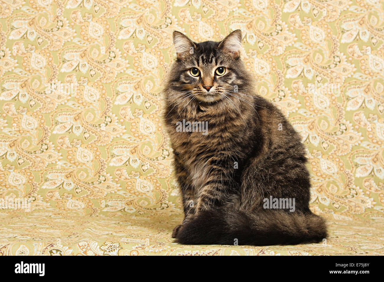 Medium hair cat hi res stock photography and images Alamy