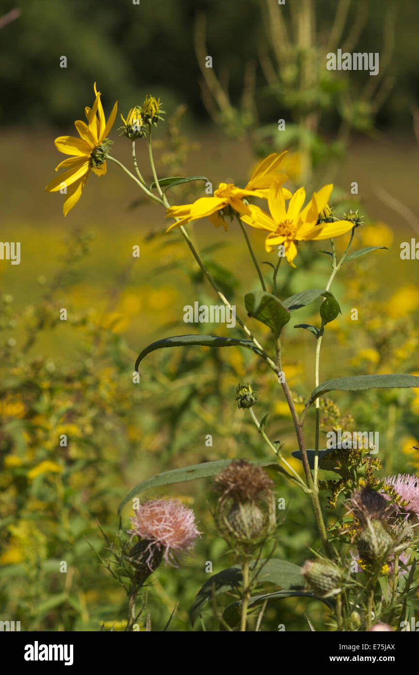 yellow flower in mine of spain in Dubuque Iowa Stock Photo Alamy