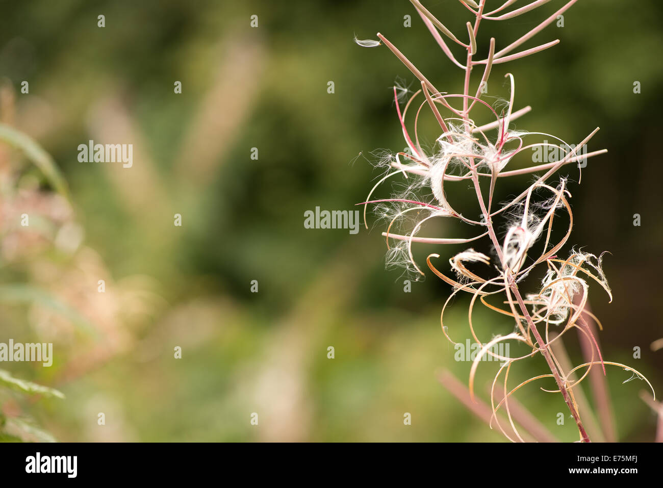 Rosebay Willowherb Epilobium angustifolium Fireweed Bombweed perennial herbaceous plant Onagraceae. Stock Photo