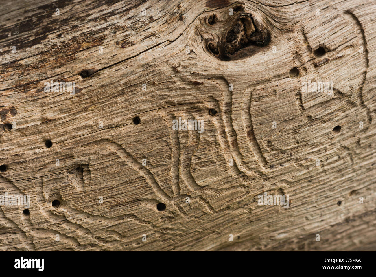 patterns in oak tree made by wood burring insect larvae, woodworm showing branching tunnels and passages once bark has fall away Stock Photo