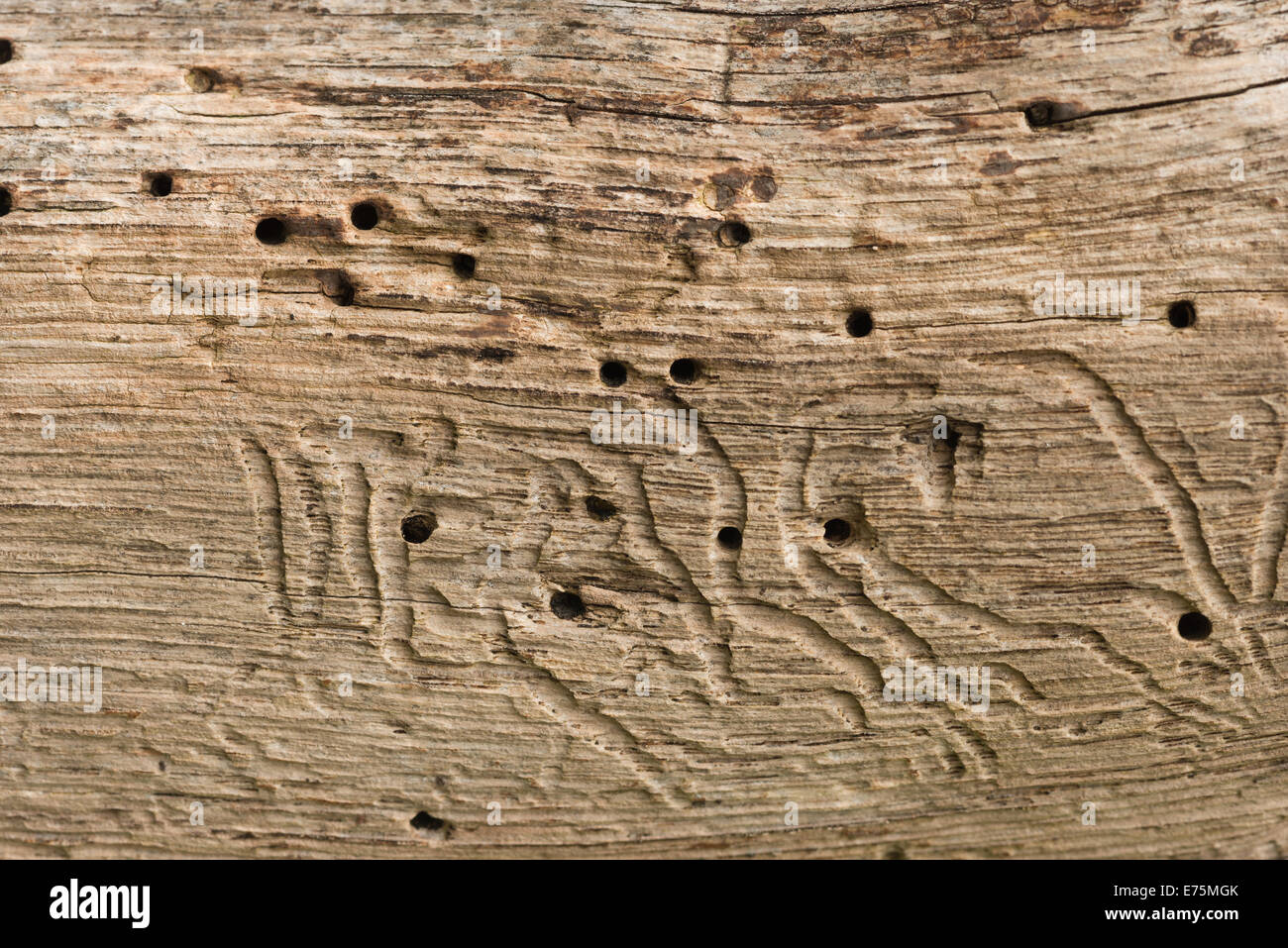 patterns in oak tree made by wood burring insect larvae, woodworm showing branching tunnels and passages once bark has fall away Stock Photo