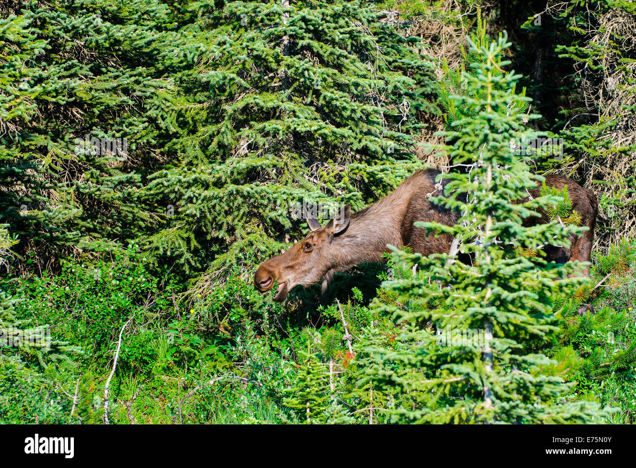 Wild Canadian Moose in the mountains in summer, Kananaskis Country Alberta Stock Photo