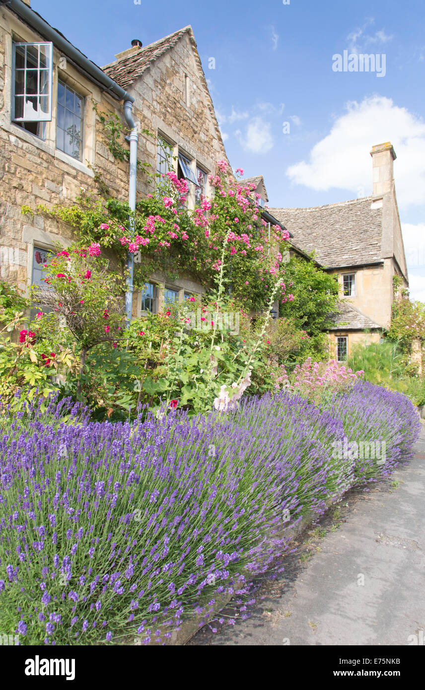 Lavender growing in front of Cotswold Cottages, Broadway, Worcestershire, England, UK Stock Photo