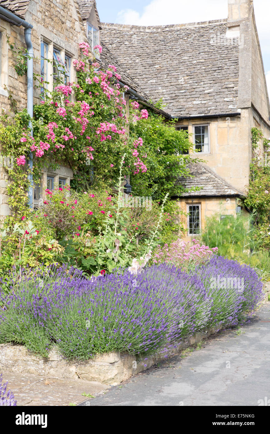 Lavender Growing In The Front Garden Of Cotswold Cottages
