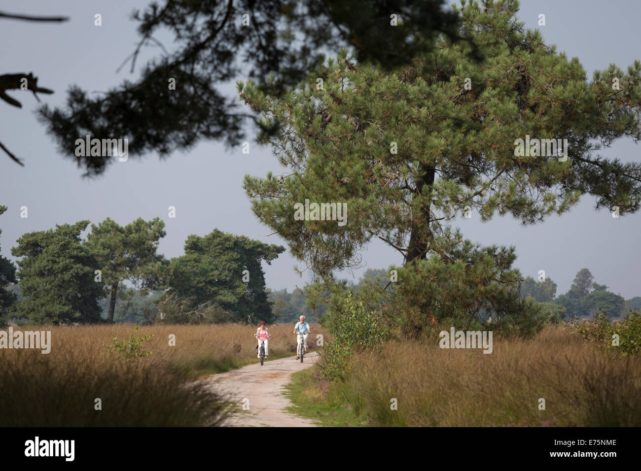 Two sportive seniors people cycling at the 'Strabrechtse Heide', a large area with heath and moor Stock Photo