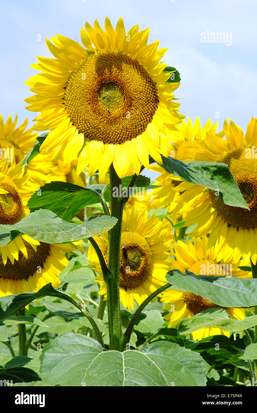 A field of sunflowers Stock Photo - Alamy